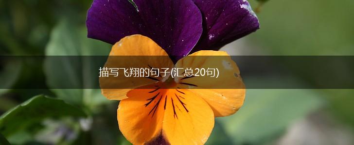 描写飞翔的句子(汇总20句),第1张