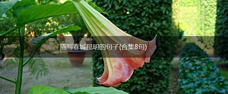 描写春城昆明的句子(合集8句),第1张