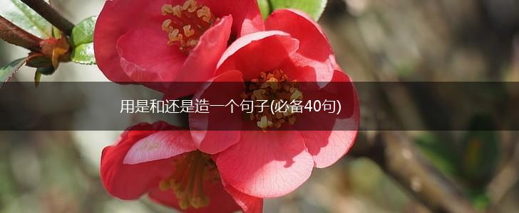 用是和还是造一个句子(必备40句),第1张