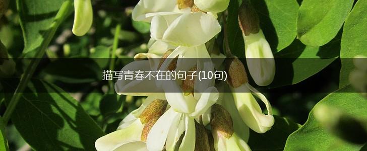 描写青春不在的句子(10句),第1张