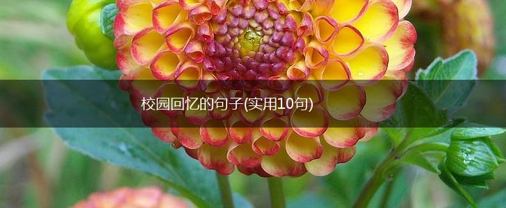 校园回忆的句子(实用10句),第1张
