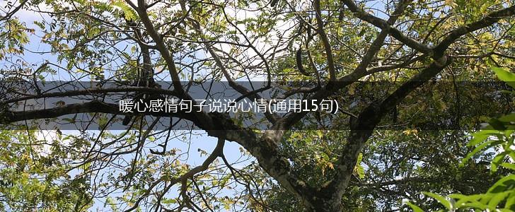 暖心感情句子说说心情(通用15句),第1张