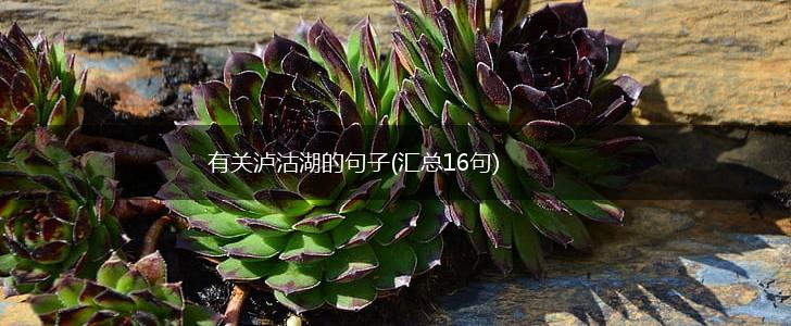 有关泸沽湖的句子(汇总16句),第1张