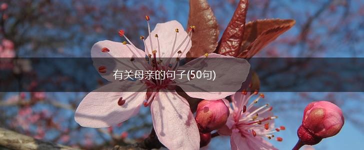 有关母亲的句子(50句),第1张