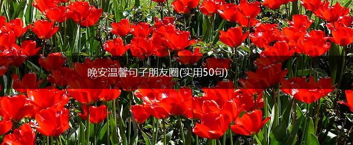 晚安温馨句子朋友圈(实用50句),第1张