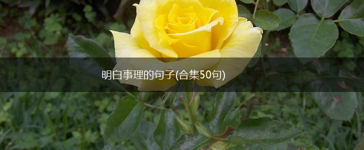 明白事理的句子(合集50句),第1张
