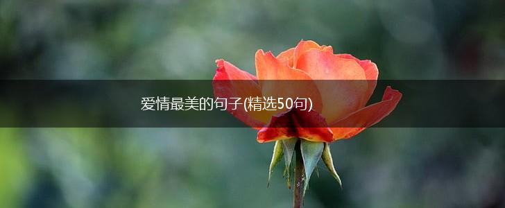 爱情最美的句子(精选50句),第1张