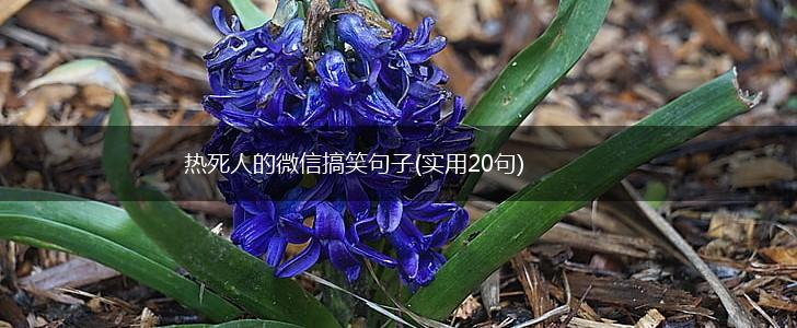 热死人的微信搞笑句子(实用20句),第1张