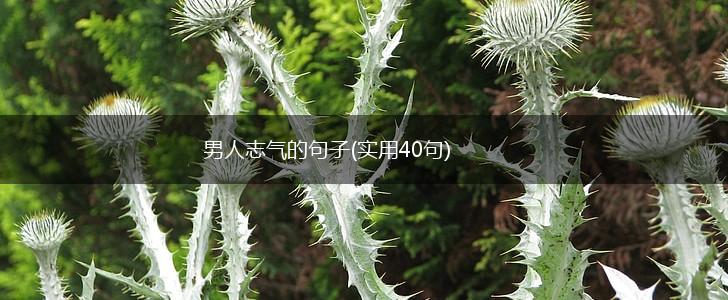 男人志气的句子(实用40句),第1张