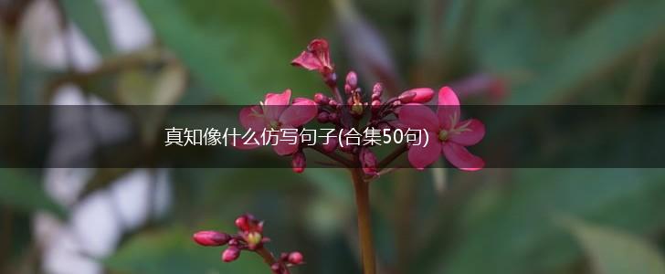 真知像什么仿写句子(合集50句),第1张