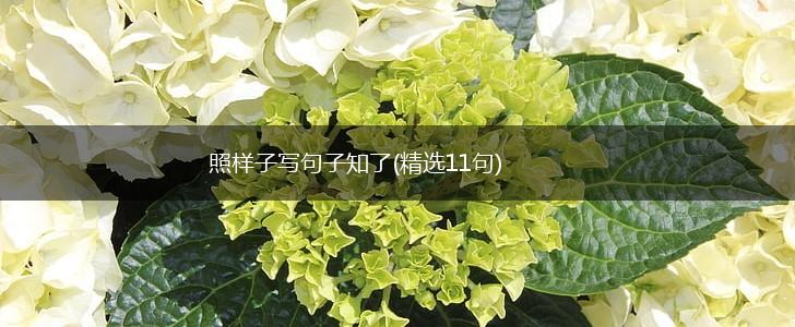 照样子写句子知了(精选11句),第1张