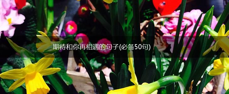 期待和你再相遇的句子(必备50句),第1张