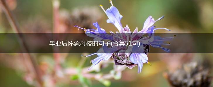 毕业后怀念母校的句子(合集51句),第1张