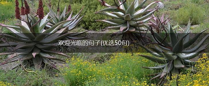 欢迎光临的句子(优选50句),第1张