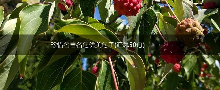 珍惜名言名句优美句子(汇总50句),第1张