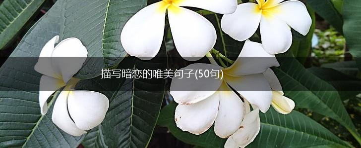 描写暗恋的唯美句子(50句),第1张