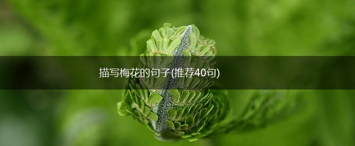 描写梅花的句子(推荐40句),第1张