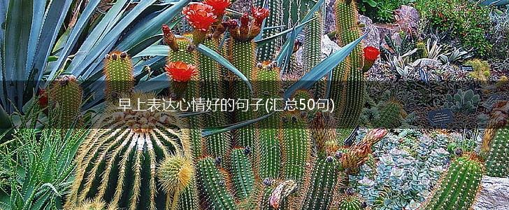 早上表达心情好的句子(汇总50句),第1张