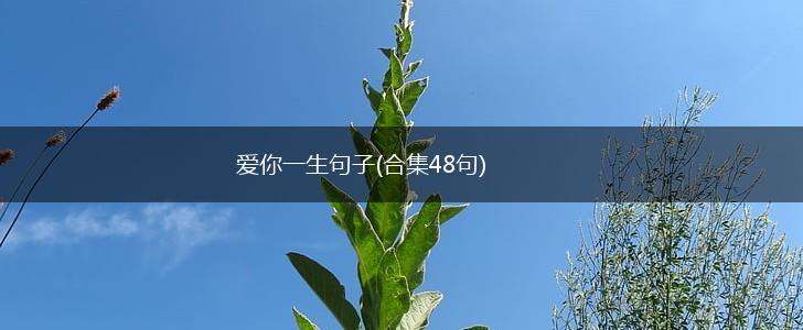 爱你一生句子(合集48句),第1张