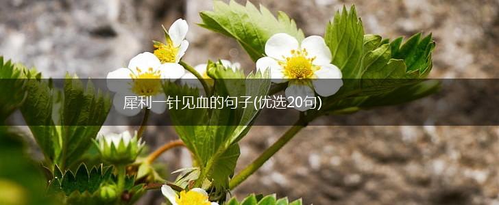 犀利一针见血的句子(优选20句),第1张