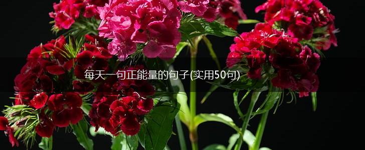 每天一句正能量的句子(实用50句),第1张