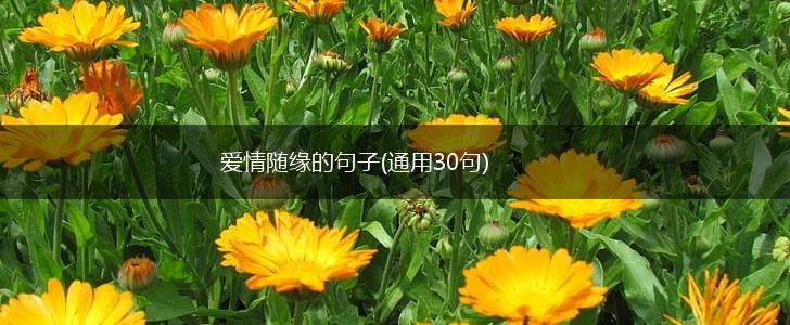 爱情随缘的句子(通用30句),第1张