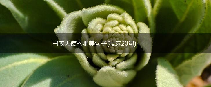 白衣天使的唯美句子(精选20句),第1张