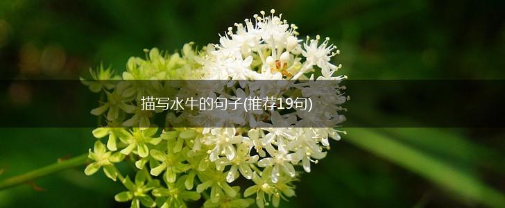 描写水牛的句子(推荐19句),第1张