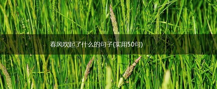 春风吹起了什么的句子(实用50句),第1张