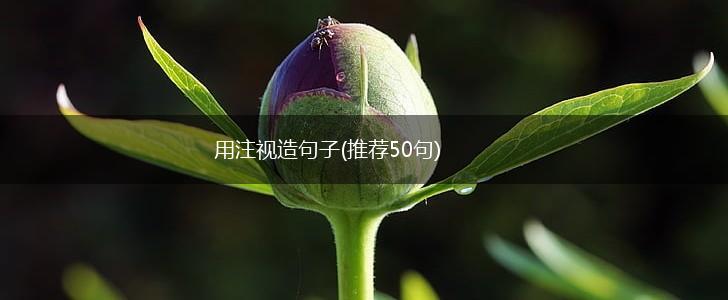用注视造句子(推荐50句),第1张