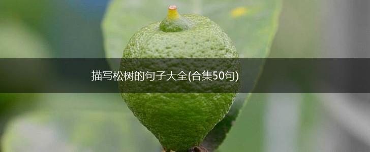 描写松树的句子大全(合集50句),第1张