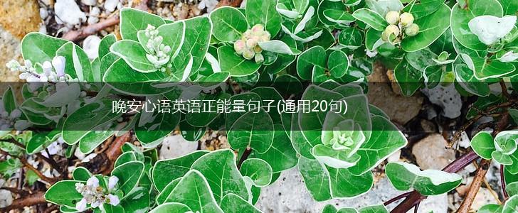 晚安心语英语正能量句子(通用20句),第1张