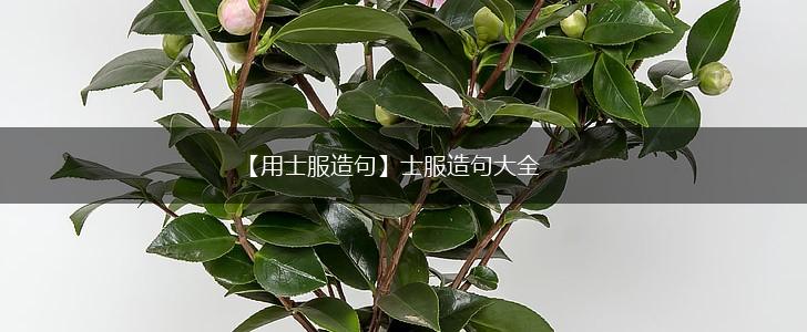 【用士服造句】士服造句大全,第1张