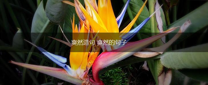 爽然造句 爽然的句子,第1张