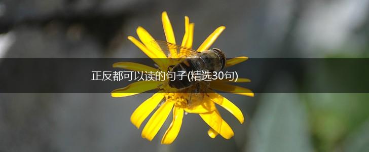 正反都可以读的句子(精选30句),第1张