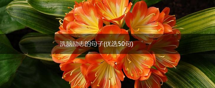 洗脑励志的句子(优选50句),第1张