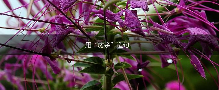 用“房亲”造句,第1张