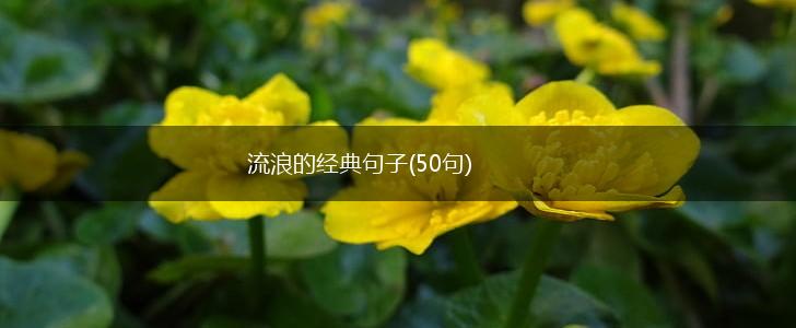 流浪的经典句子(50句),第1张