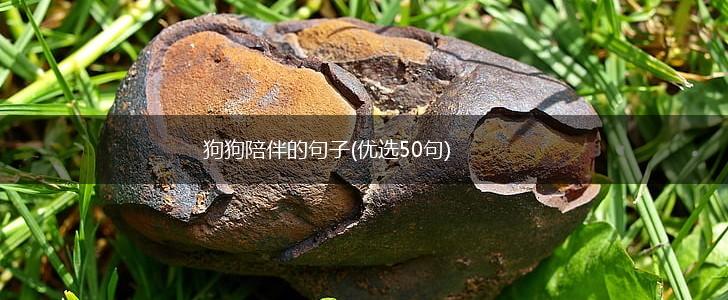 狗狗陪伴的句子(优选50句),第1张