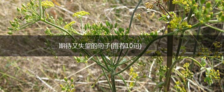 期待又失望的句子(推荐10句),第1张