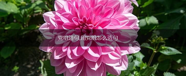 党组造句,用党组怎么造句,第1张