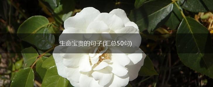 生命宝贵的句子(汇总50句),第1张