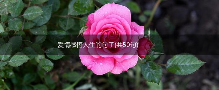 爱情感悟人生的句子(共50句),第1张