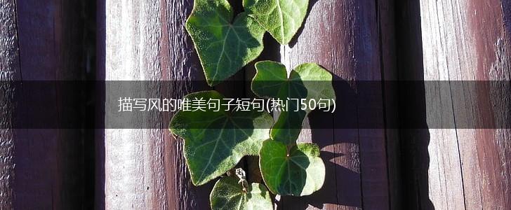 描写风的唯美句子短句(热门50句),第1张
