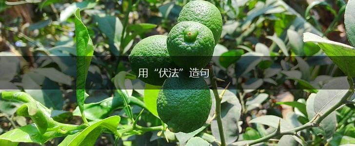 用“伏法”造句,第1张