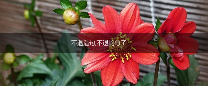 不退造句,不退的句子,第1张