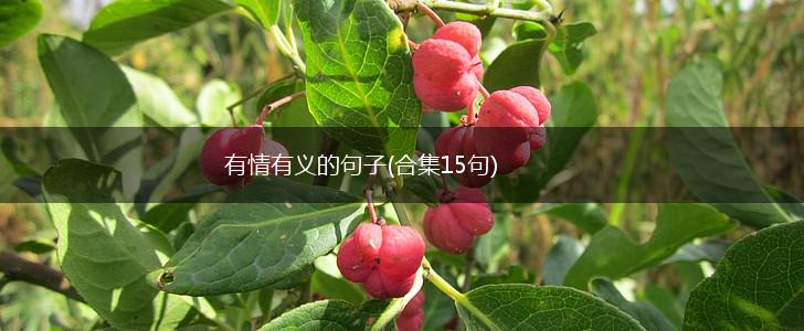 有情有义的句子(合集15句),第1张