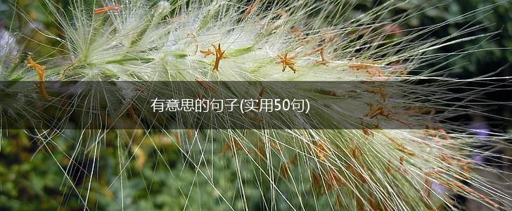 有意思的句子(实用50句),第1张