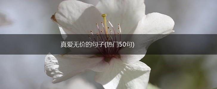 真爱无价的句子(热门50句),第1张