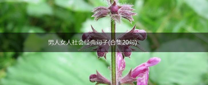 男人女人社会经典句子(合集20句),第1张